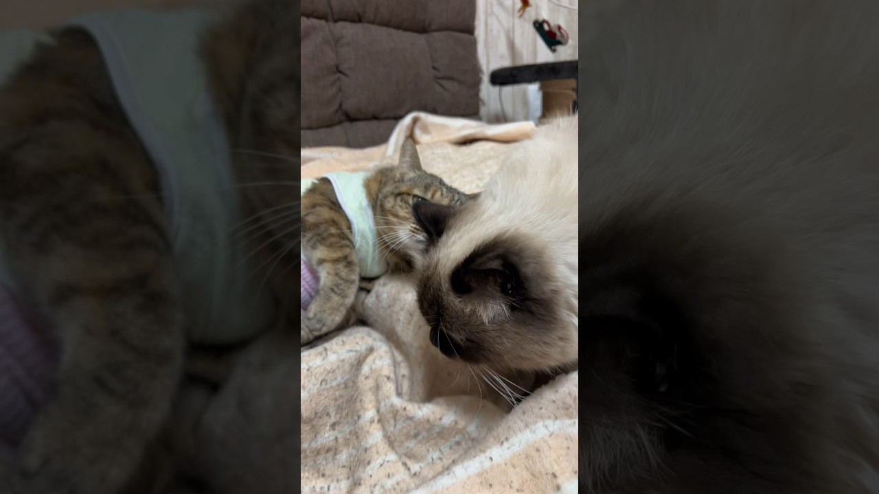 俺も寝ていいかーい？ #猫 #保護猫 #ヒマラヤン #猫のいる生活 #猫のいる暮らし #shorts