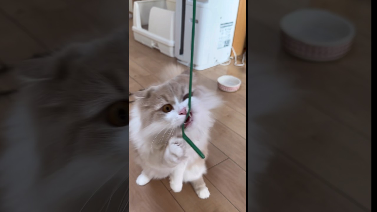 やられたーー！痛い！　もふもふサイベリアンの子猫　#shorts
