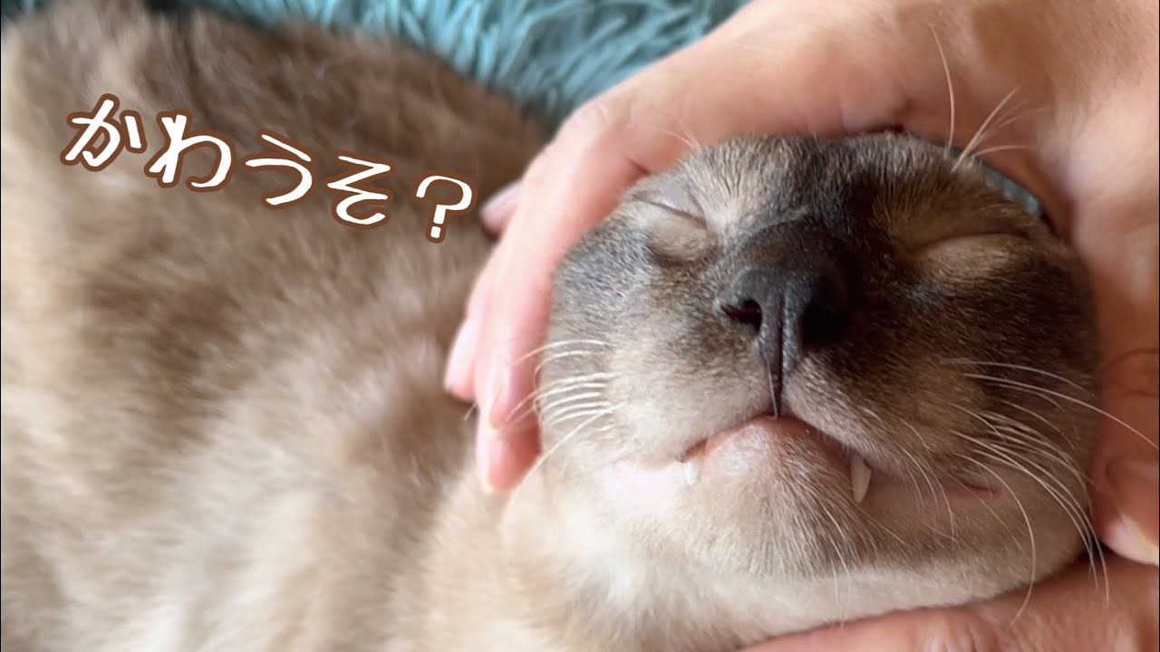 かわうそみたいになっているかわいい猫はコチラです♡