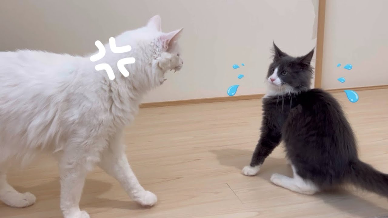 【ケージなし対面】ラスボス兄ちゃんが怖すぎて、ビビりまくる仔猫ターキッシュアンゴラww