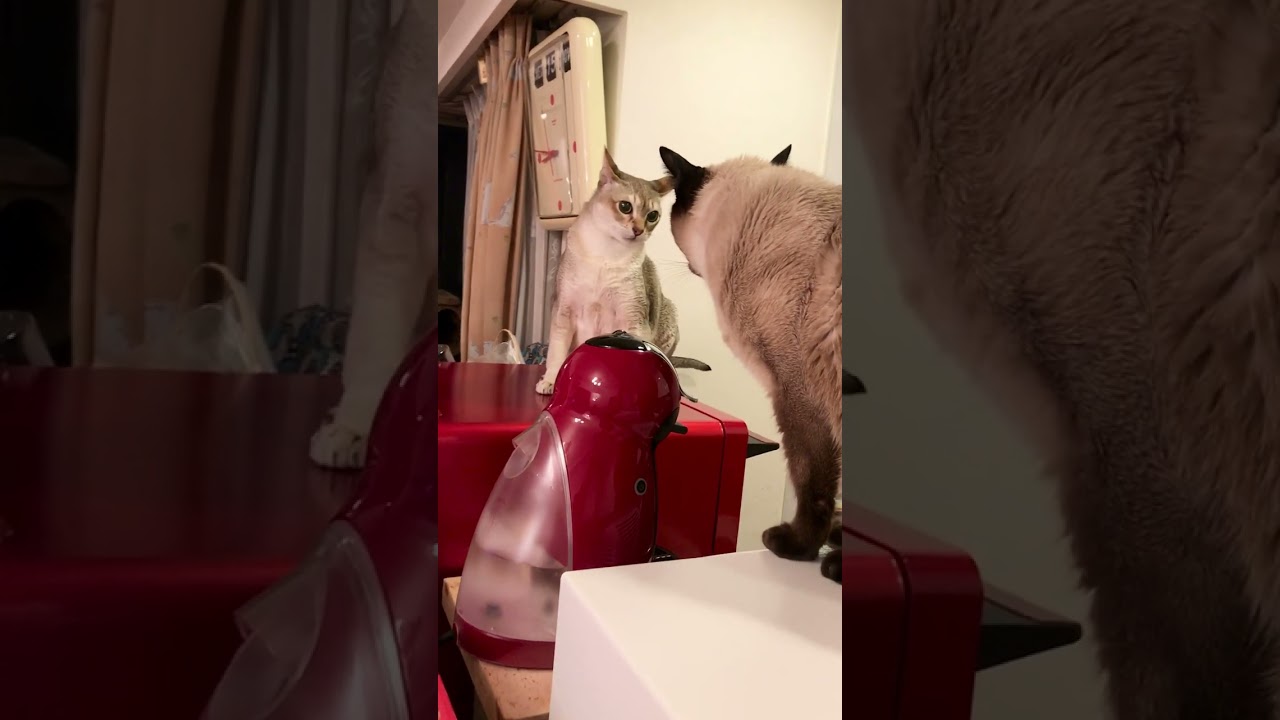 大好きなたぬき猫に「しゃ～っ」ってしちゃうシンガプーラなのにゃ♪ #cat #シンガプーラ #トンキニーズ#たぬき猫