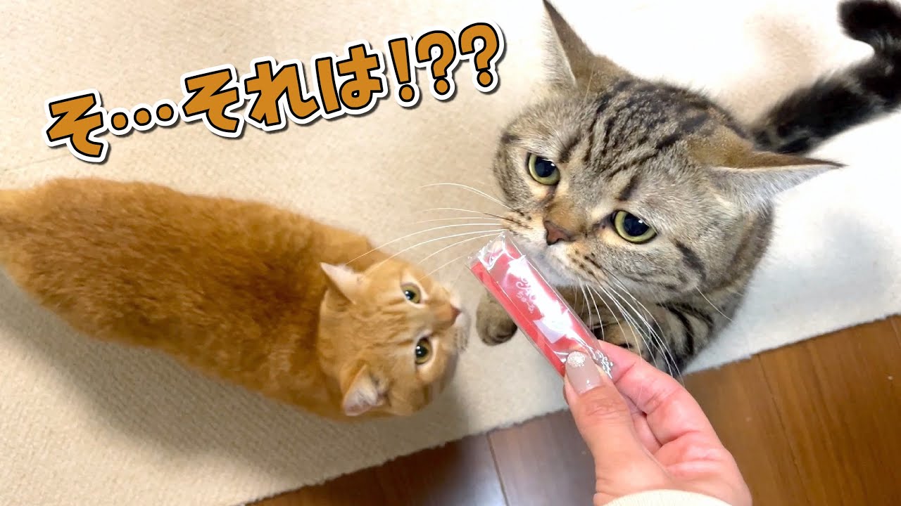 みんな大好きなアレのおもちゃを見た猫の反応がやばすぎました！