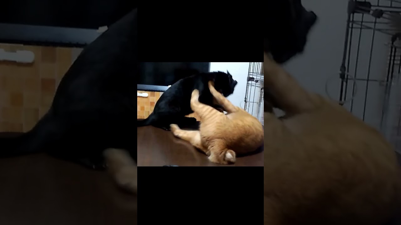 【茶トラ】【黒猫】2匹で仲良くキャットファイト#shorts