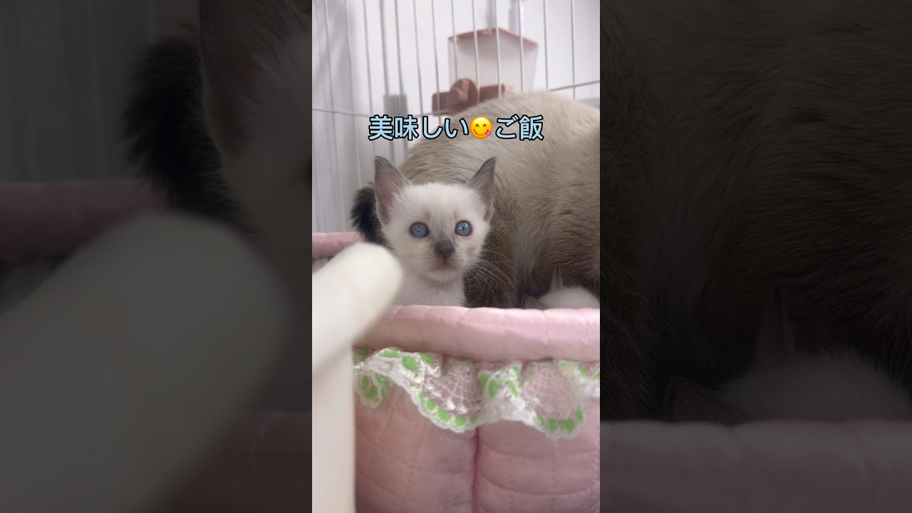 ちょっとご飯食べてみた😋just ate a bit! #可愛いネコ #kittey #pet #子猫  #トイボブ #kitten #cat @kichifrost