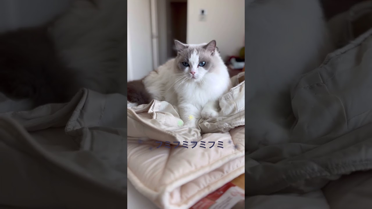 気持ちよさそうにフミフミする猫 #cat #ラグドール #ねこ #癒し