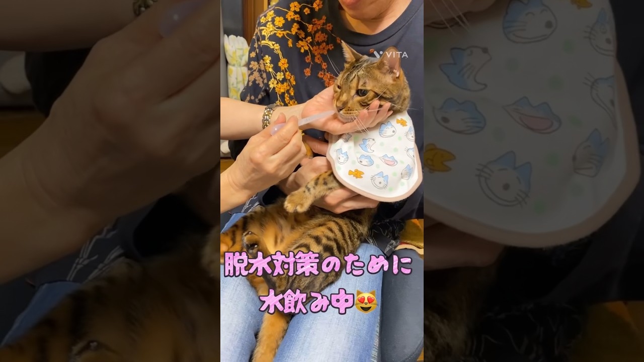 脱水対策のために水飲み中のトロにゃん😻　#ベンガル #bengalcat #cat
