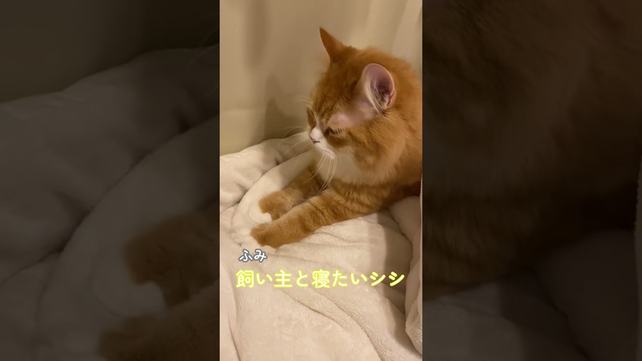 【サイベリアンの子猫】飼い主と寝たいシシ #cat #siberian #ねこ #siberiancat #サイベリアン #子猫 #short #shorts