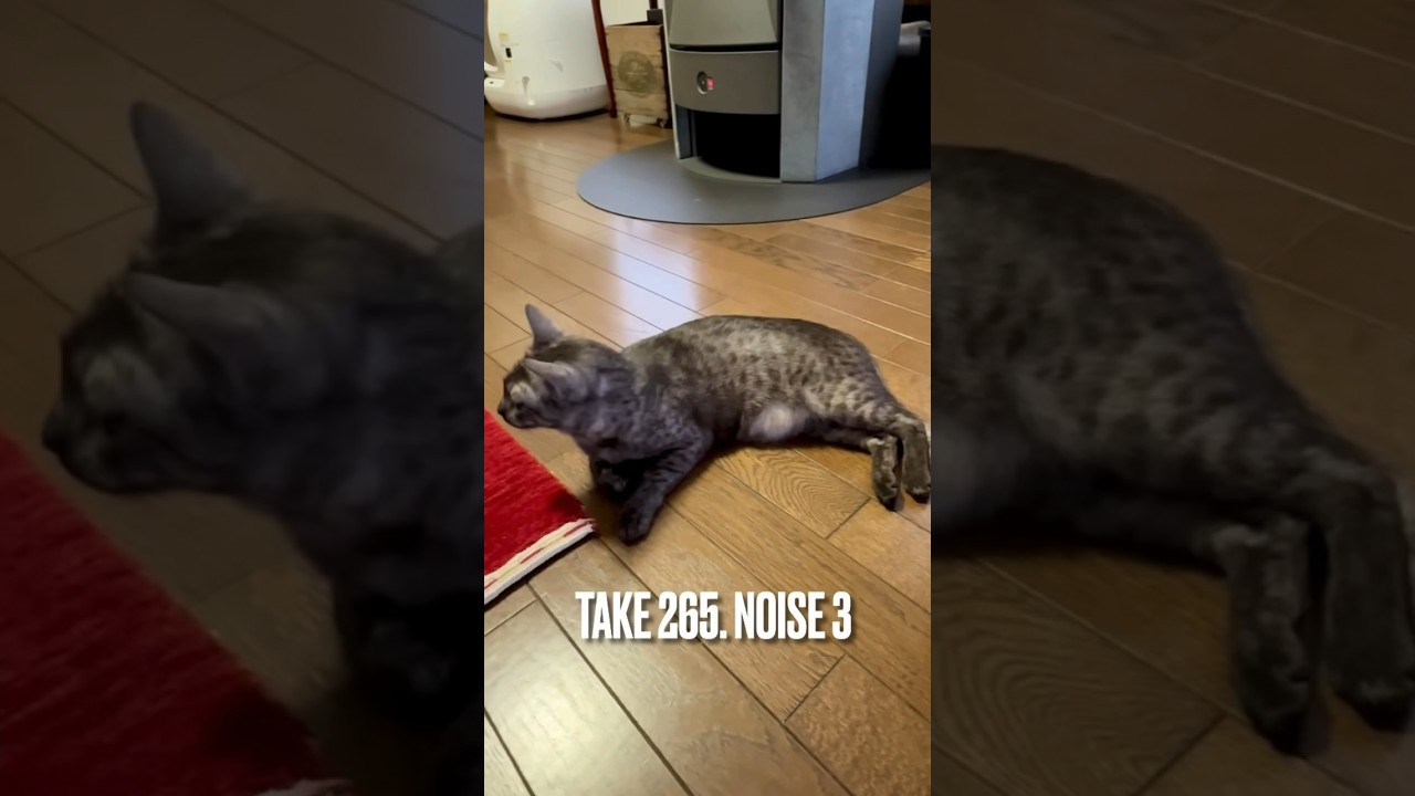 #屋根雪 が滑り落ちる音が気になるにゃ❗️#北国の猫 #猫のいる暮らし #catlover #眠り猫 #床暖房最高 #エジプシャンマウ #shorts