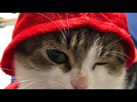 マンチカンのこたろう先生ライブ⚡️WAWACAT LIVE