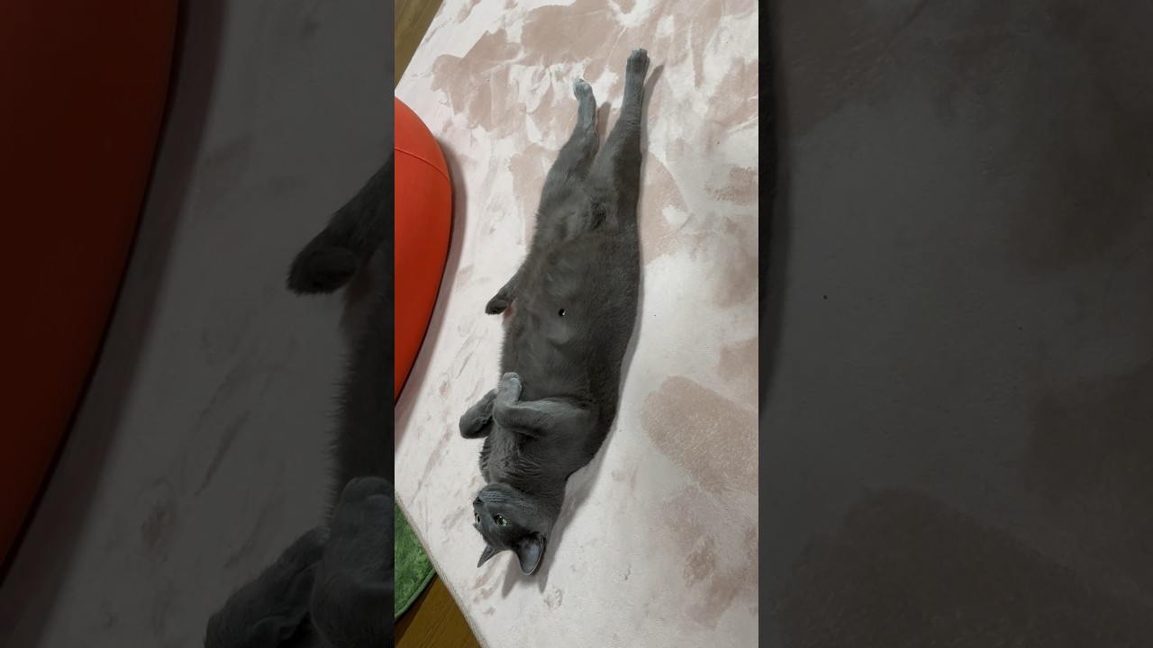 【ロシアンブルー】今朝のめろん、こんな感じ🫢【猫】#shorts