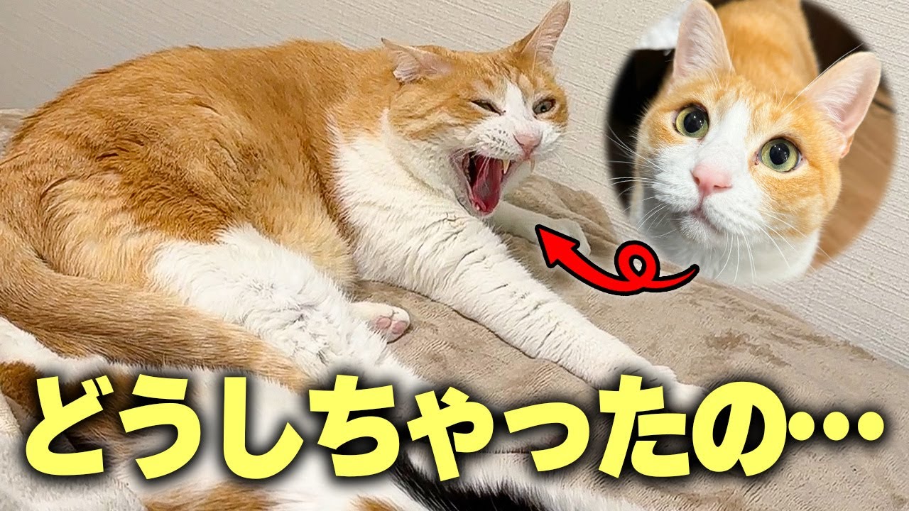 実家から猫たちが帰ってきたら変わり果てた姿になってしまいました…