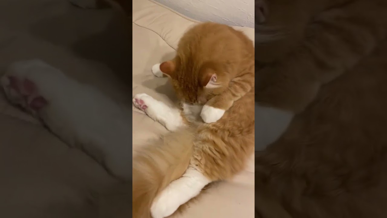 【サイベリアンのシシ】おっさん座りする子猫 #cat #ねこ #子猫 #d#サイベリアン #shorts