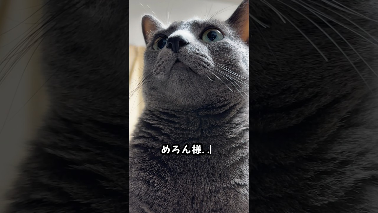 【ロシアンブルー】めろん、目の前で大あくびね🫢【猫】#shorts
