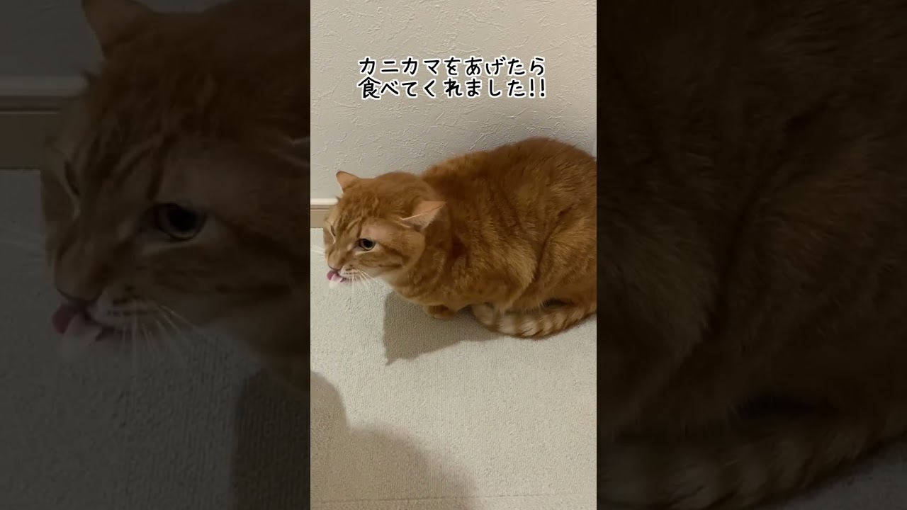 元野良猫に新年の挨拶をしたらブチ切れられたw  #Shorts