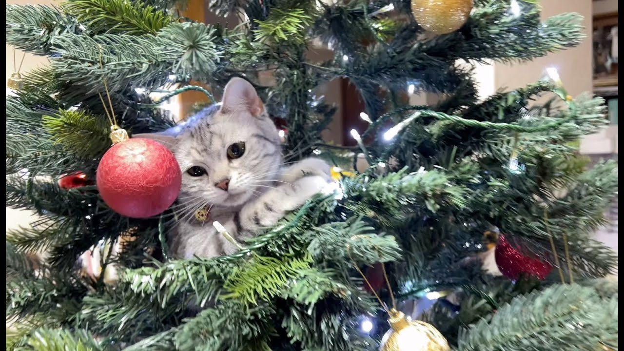 猫娘・犬娘のクリスマス
