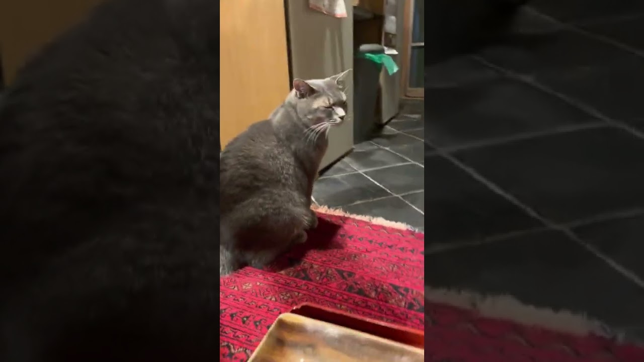 #風の猫　晩ごはん..　カリカリ15gを一粒残して全部食べて..　残していたカリカリを入れると..　覗き込むだけで..　また裏から外を眺める猫…　#shorts