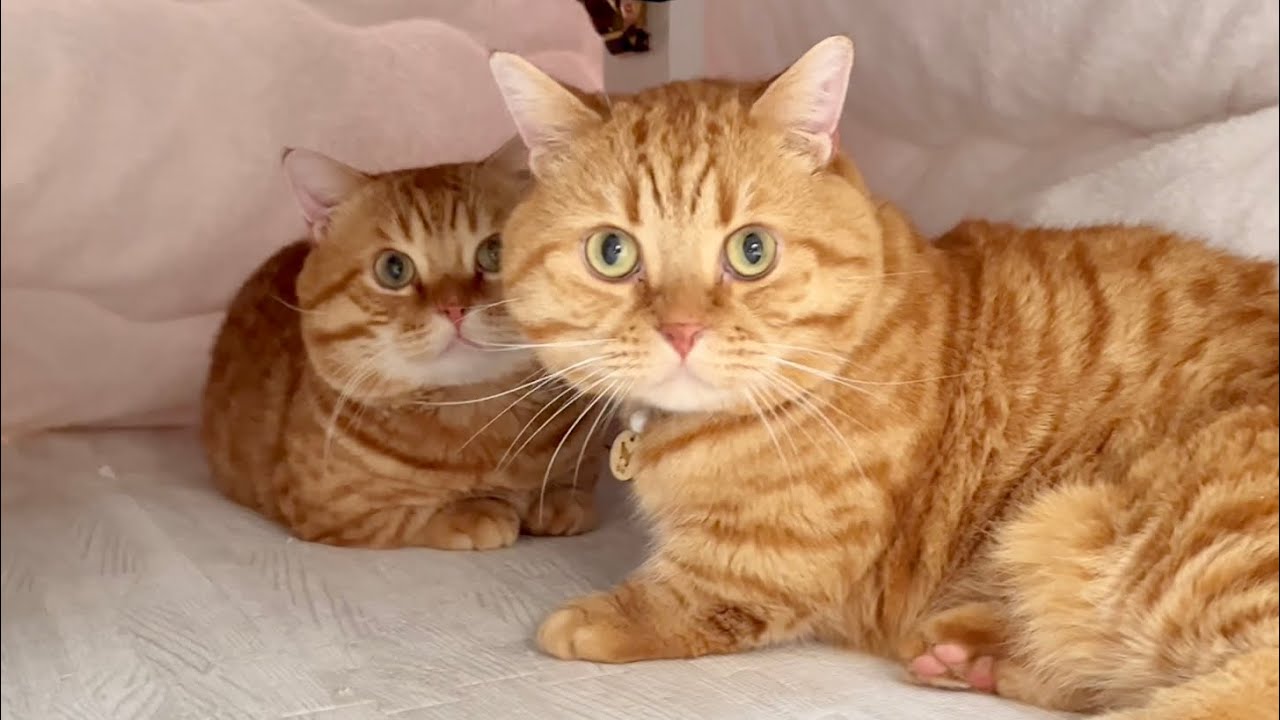 クリスマスに『にぃに』が帰ってきた時の親子猫の反応がまさかの...！ #猫 #マンチカン