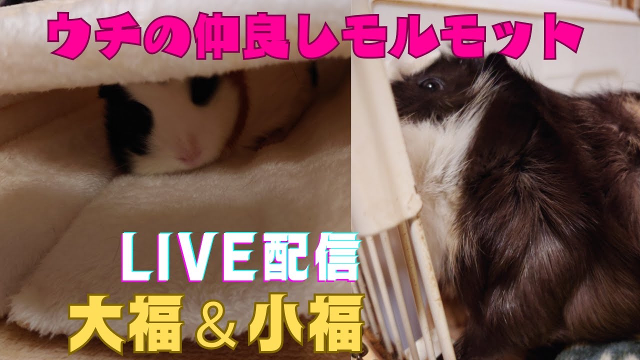 Rabbit Cat がライブ配信中❤️🐹うちの仲良しモルモット🐹大福＆小福観てね✌️