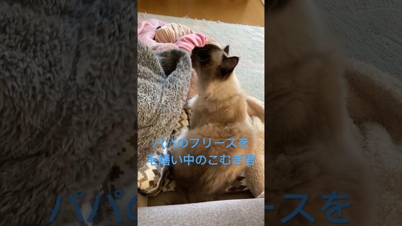 ラグドールの毛繕い　#shorts #ラグドール#毛繕い
