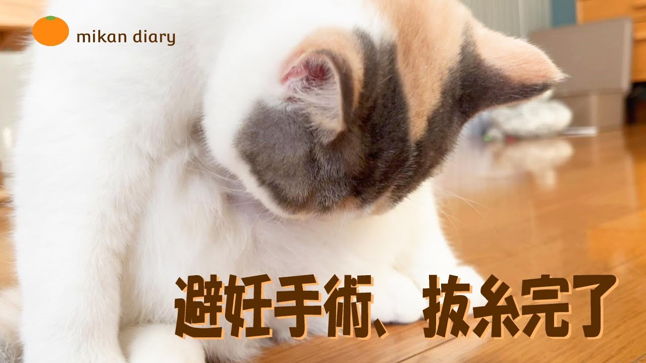 【スコティッシュフォールド】避妊手術から2週間、抜糸完了！