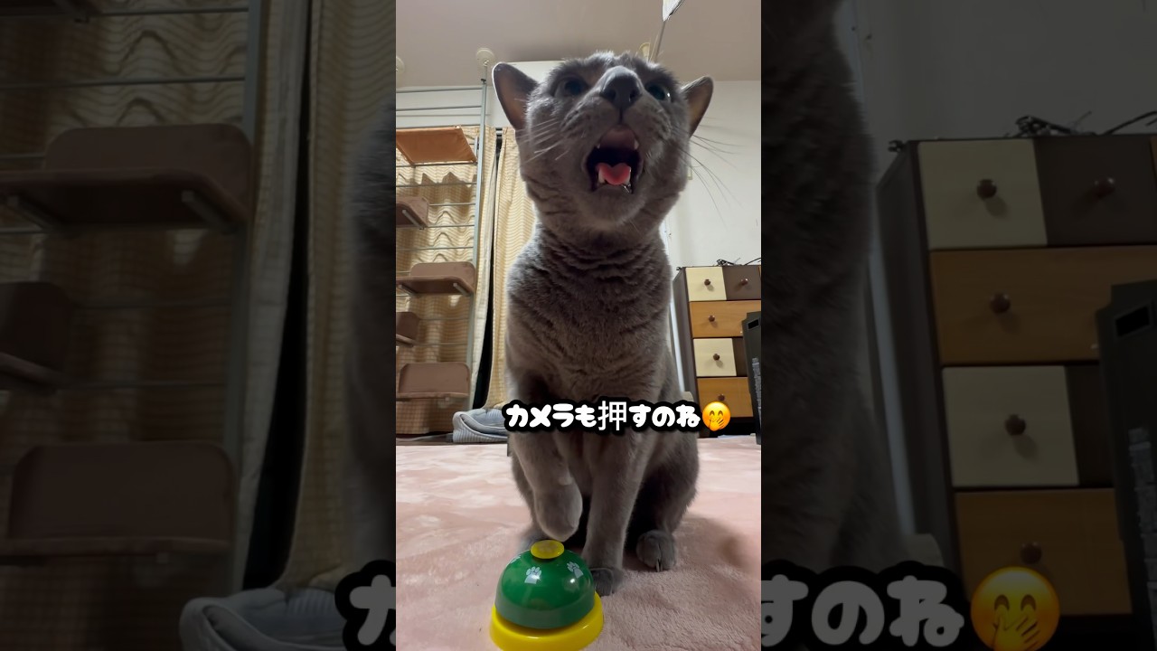 【ロシアンブルー】めろん、今日のベル押し🛎️滑ったね🫢【猫】#shorts