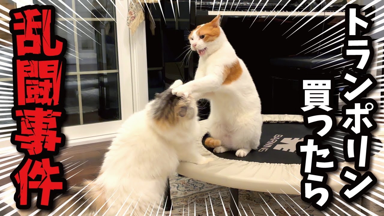 トランポリンを買ったら何故か猫たちが大喧嘩してました…【関西弁でしゃべる猫】【猫アテレコ】