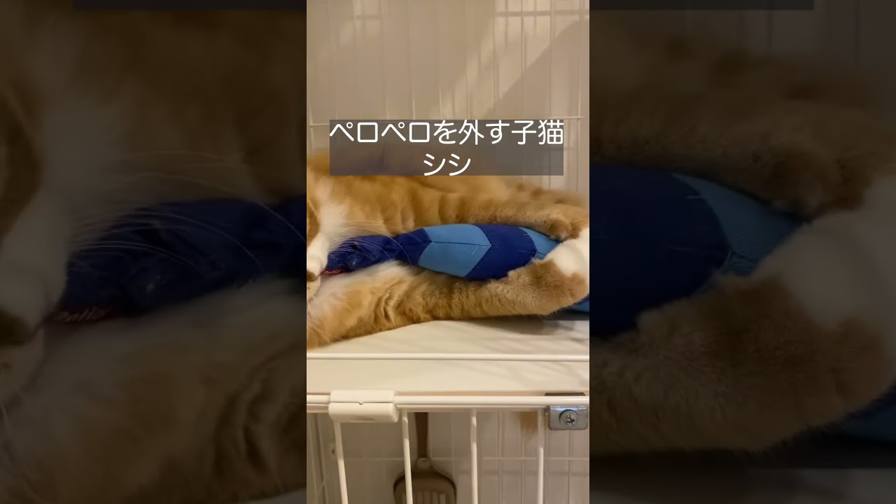 ペロペロを外す子猫シシ #cat #サイベリアン #ねこ #siberiancat #siberian #short #shorts