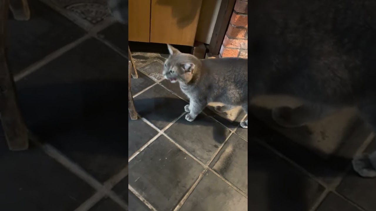 #風の猫　晩ごはんを食べ終えて..　踏み台に乗って..　ツクツクボウシの声を聴きながら..　外を眺める猫…　#shorts