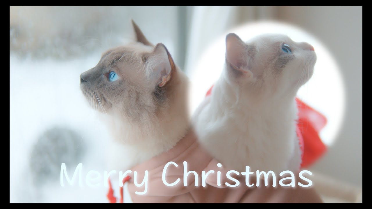 Merry Christmas🎄　#猫 #ラグドール #ragdollcat