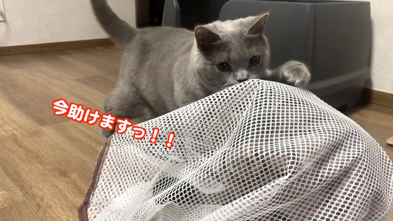 シャルトリューのまるちゃんが優しすぎた動画がこちらです