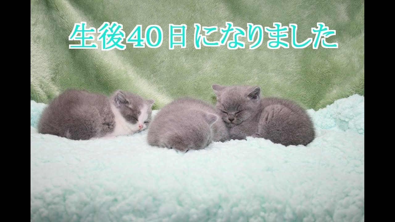 ブリティッシュショートヘアー 生後４０日