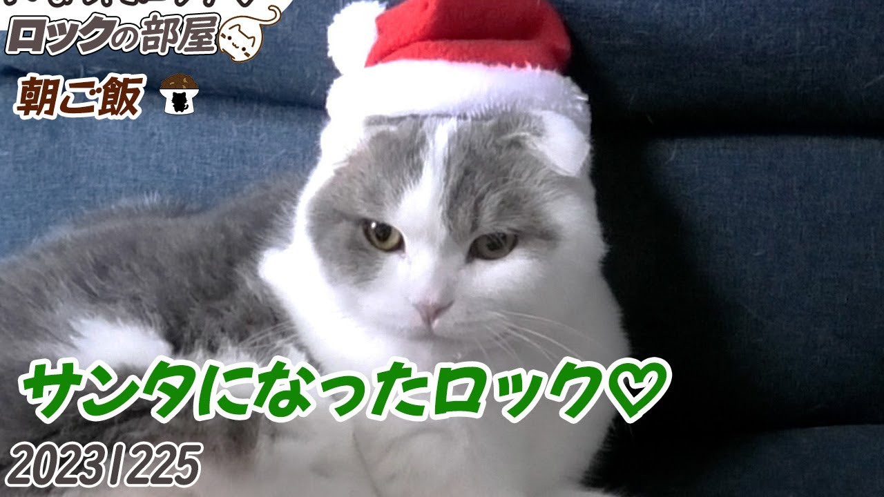 サンタになった猫が可愛い♡#猫#ネコ#スコティッシュフォールド#cat