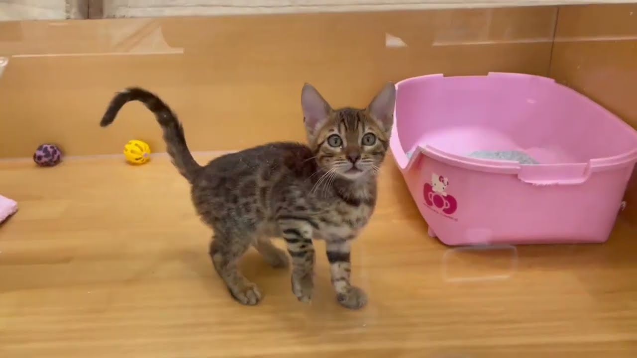 ベンガル