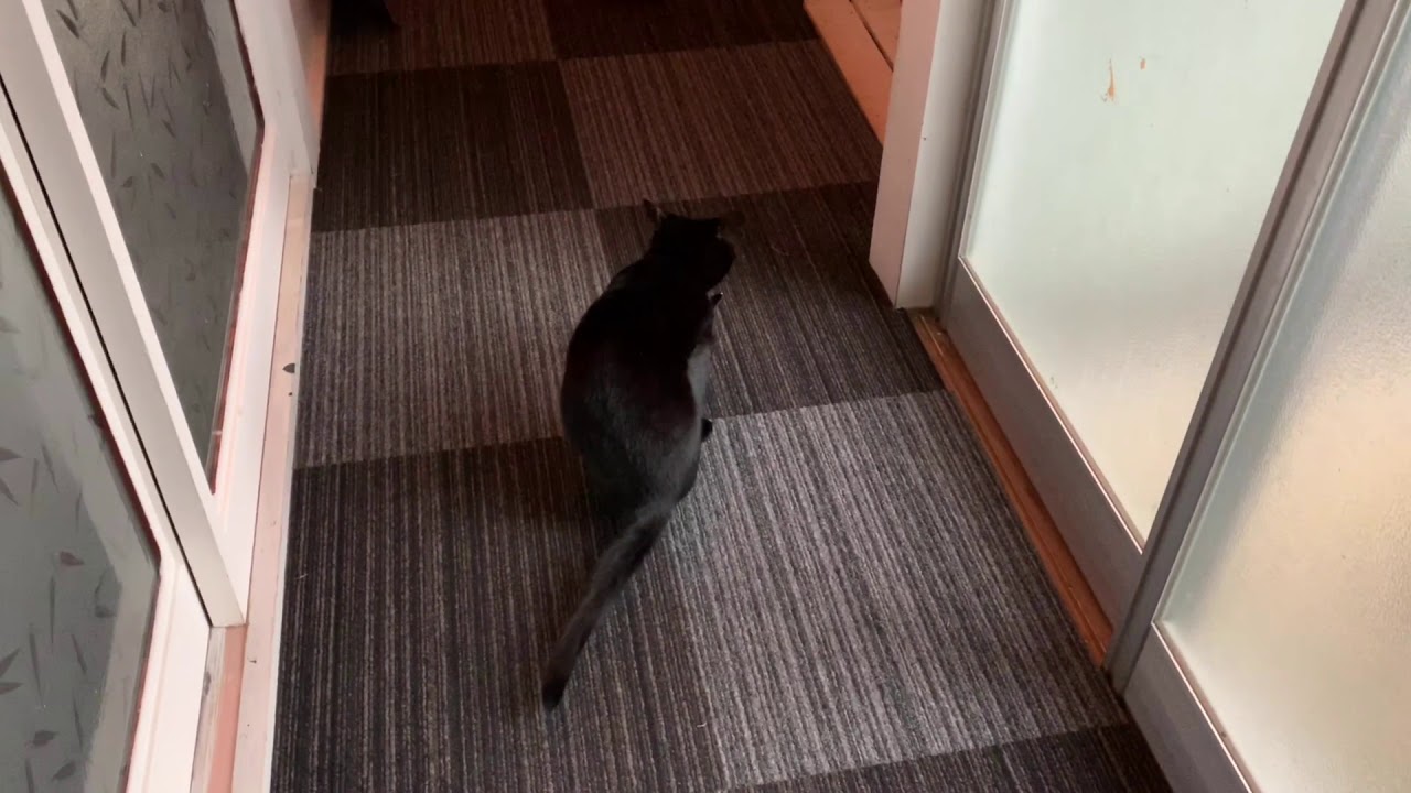 ドアの開け方がかわいい猫ルーシー☆黒猫ボンベイ