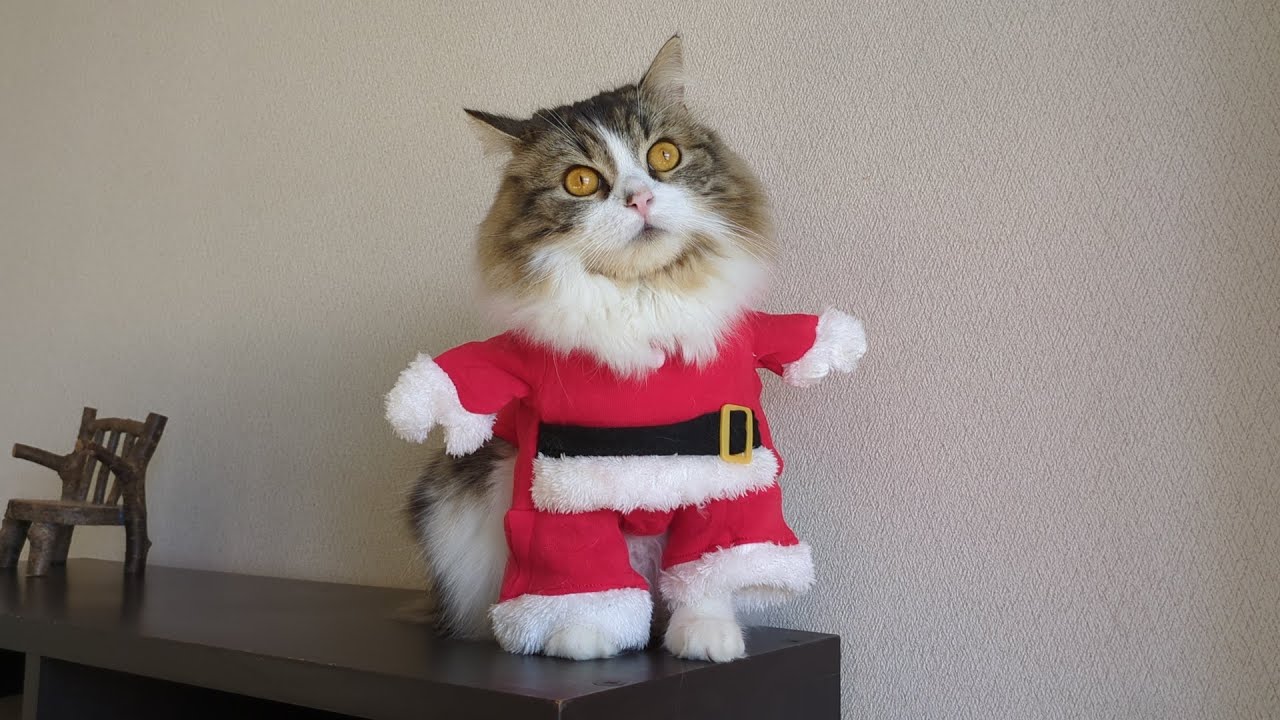 Merry Christmas！サンタになった猫
