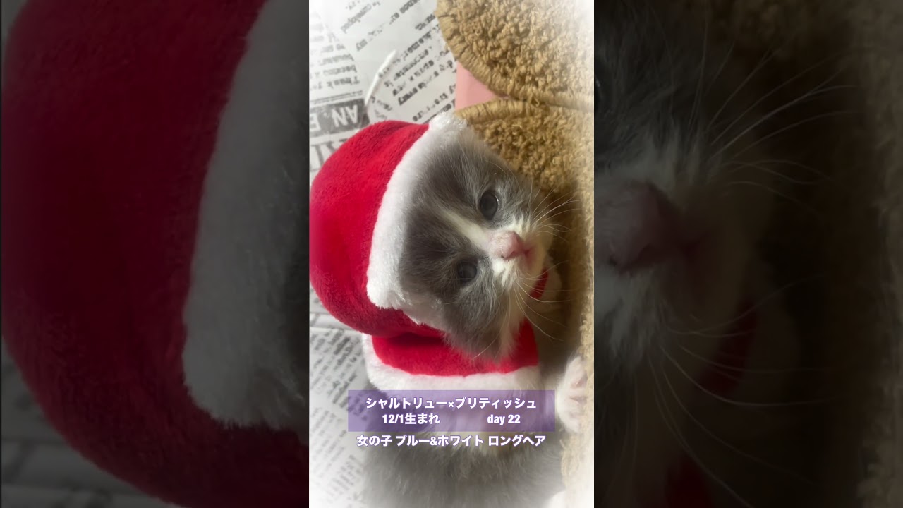 #shorts 【ロングタイプの子猫ちゃん】12月1日生まれの女の子