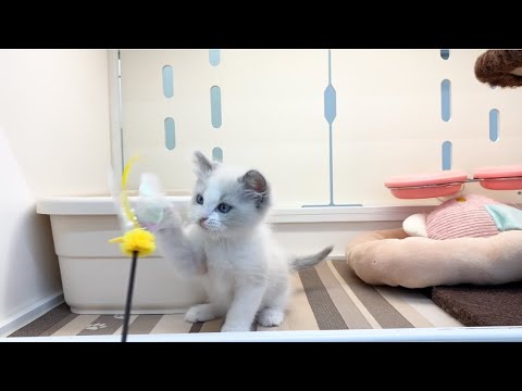 ラグドール　子猫　ぱやぱや