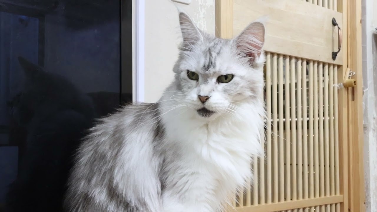 シルバーのメインクーン愛子さんとお別れ