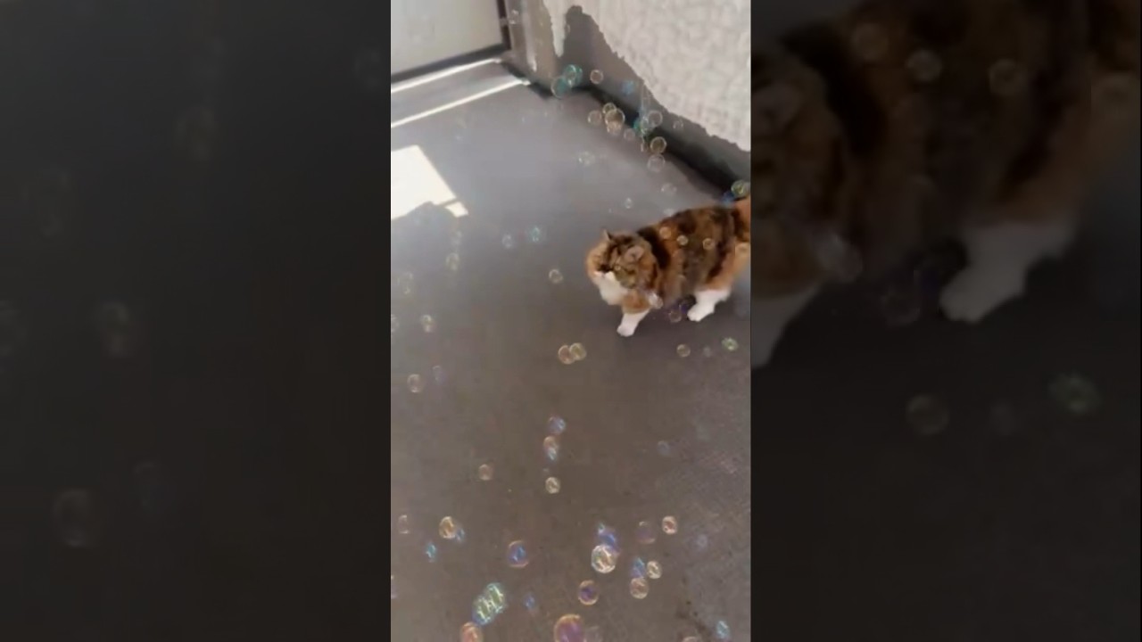 滅多に鳴かない猫　セルカークレックス　シャボン玉に歓喜
