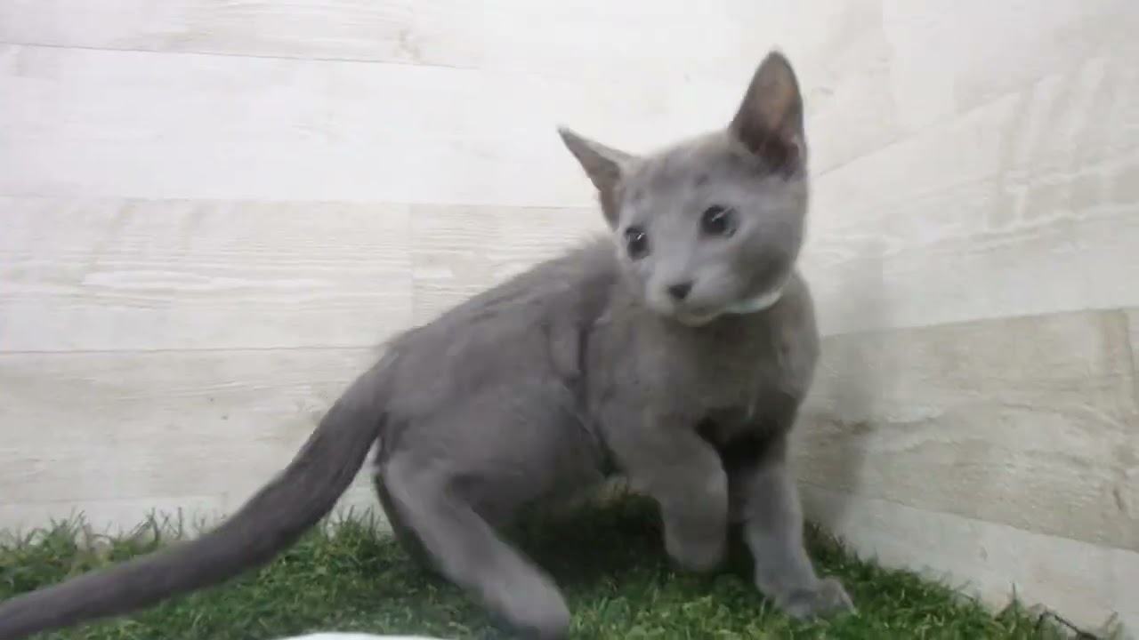 Coo&RIKU　No00659340 ロシアンブルー