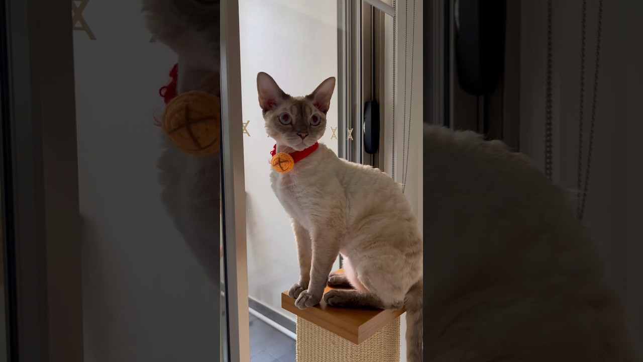 Good meowning 😺💛🎄☀️ #devonrex #catsiblings #catshorts