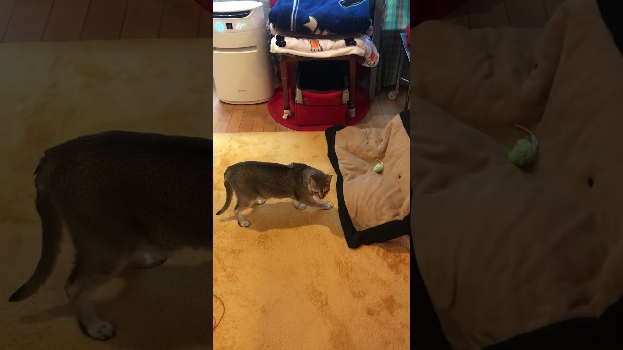 オモチャをポイッと投げちゃうシンガプーラなのにゃ♪ #cat #シンガプーラ#singapura
