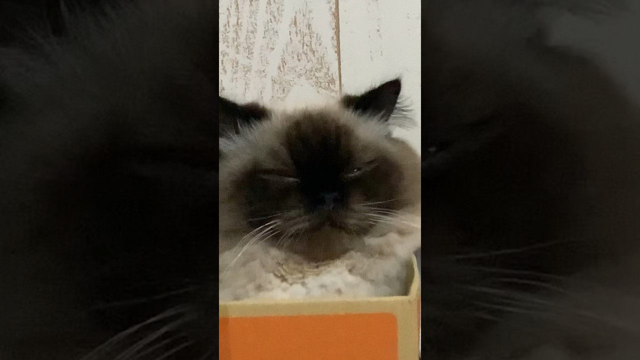 眠たーい！ #猫 #ヒマラヤン #猫のいる生活 #猫のいる暮らし #shorts
