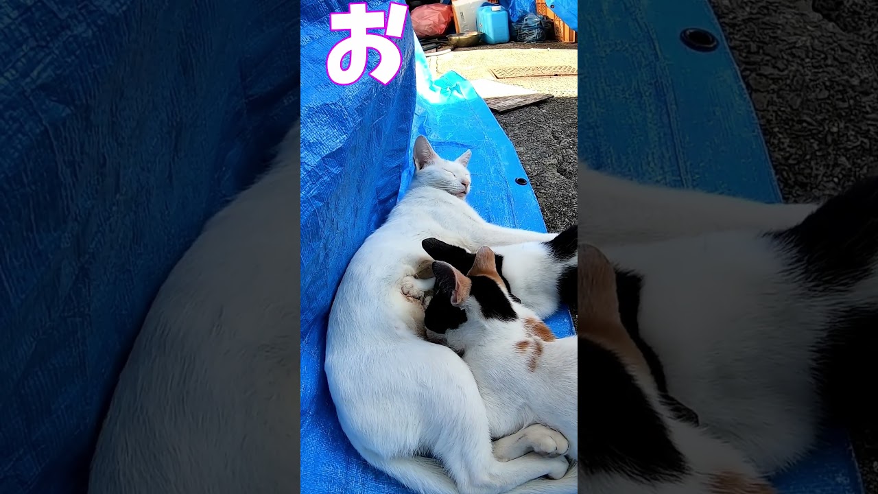 猫」「CAT & PEACE」#cat #ソマリ #ねこ動画 #猫動画 #猫好きさんと繋がりたい #野良猫