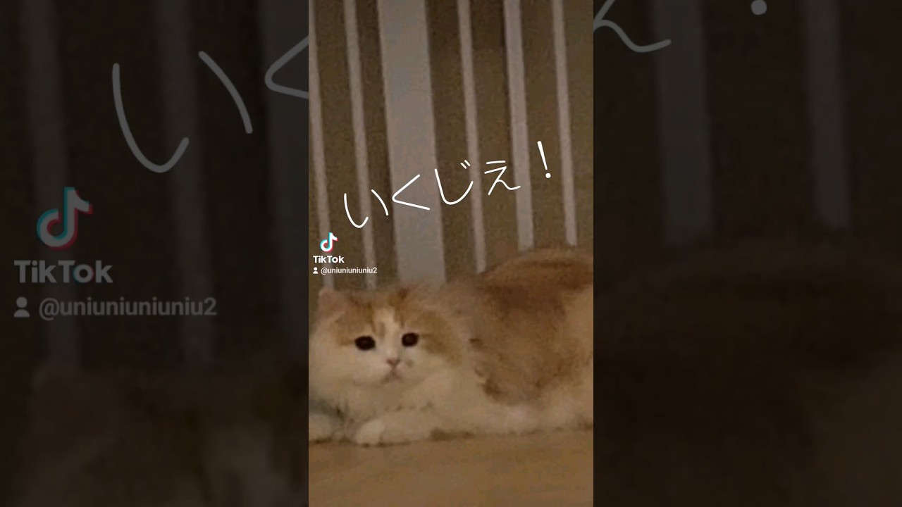 兄の本気見せてやる！ #ラガマフィン #shorts #多頭飼い