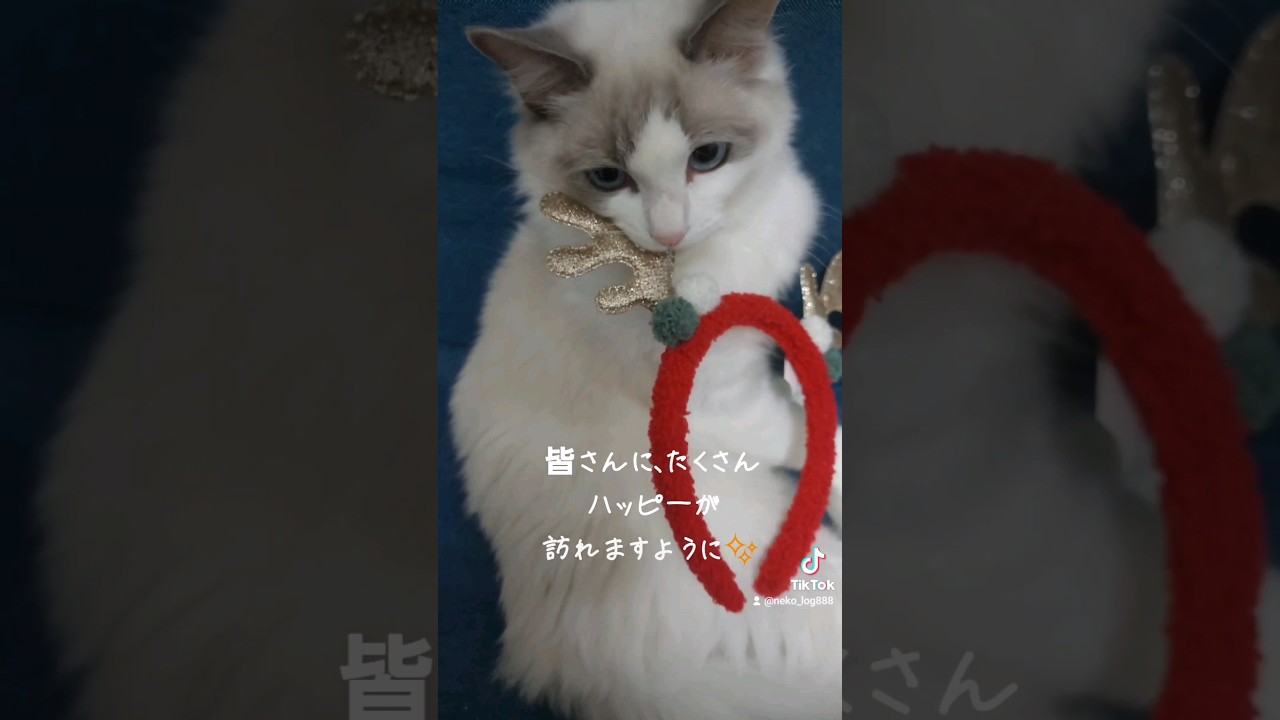 #メリークリスマス #merrychristmas   #shorts  #ねこ #猫  #🐱 #ラグドール #cat  #ragdoll #pet #cute