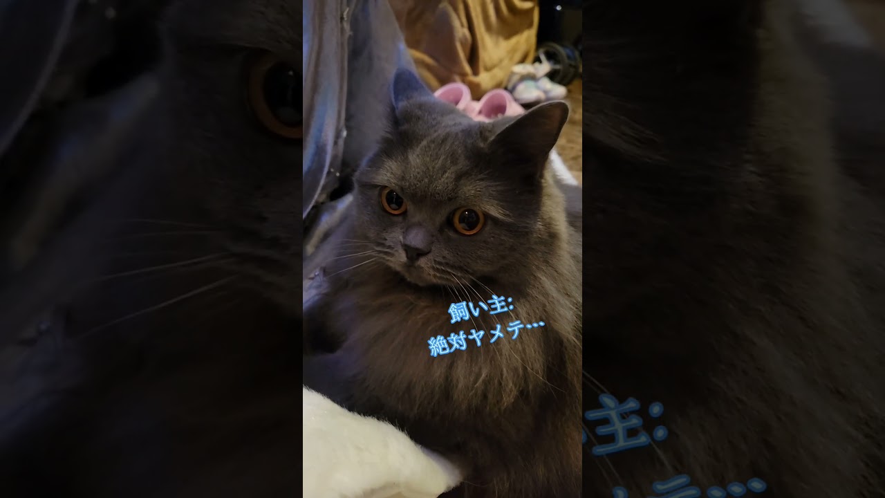 さぁどうやっておもちゃにしてやろうか！【サイベリアン・キキのKIKICHANNEL】 #サイベリアン #猫 #Christmas #shorts