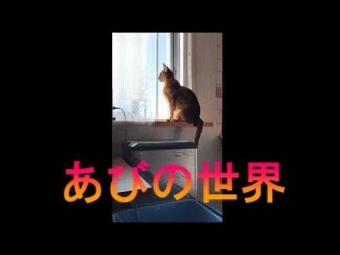 ネコ動画あび＃2639　あびの毎日　アビシニアン　あび