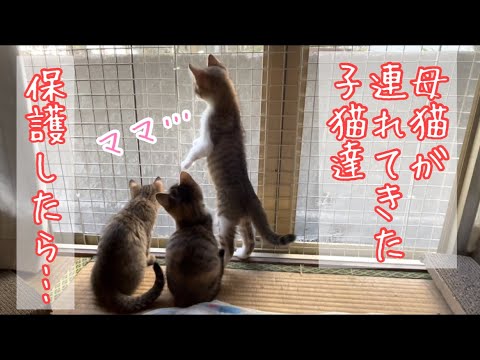 #13 保護した子猫達3匹はこんな子達でした。子猫達の個性。