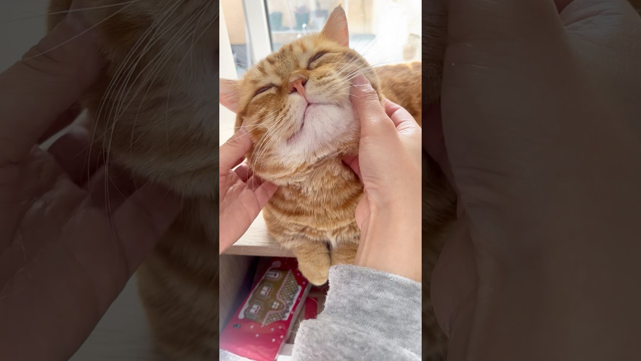 かわいいきなこもち #猫 #マンチカン #shorts